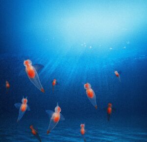 A sea angel swimming gracefully
